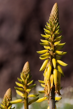 aloe vera fleur